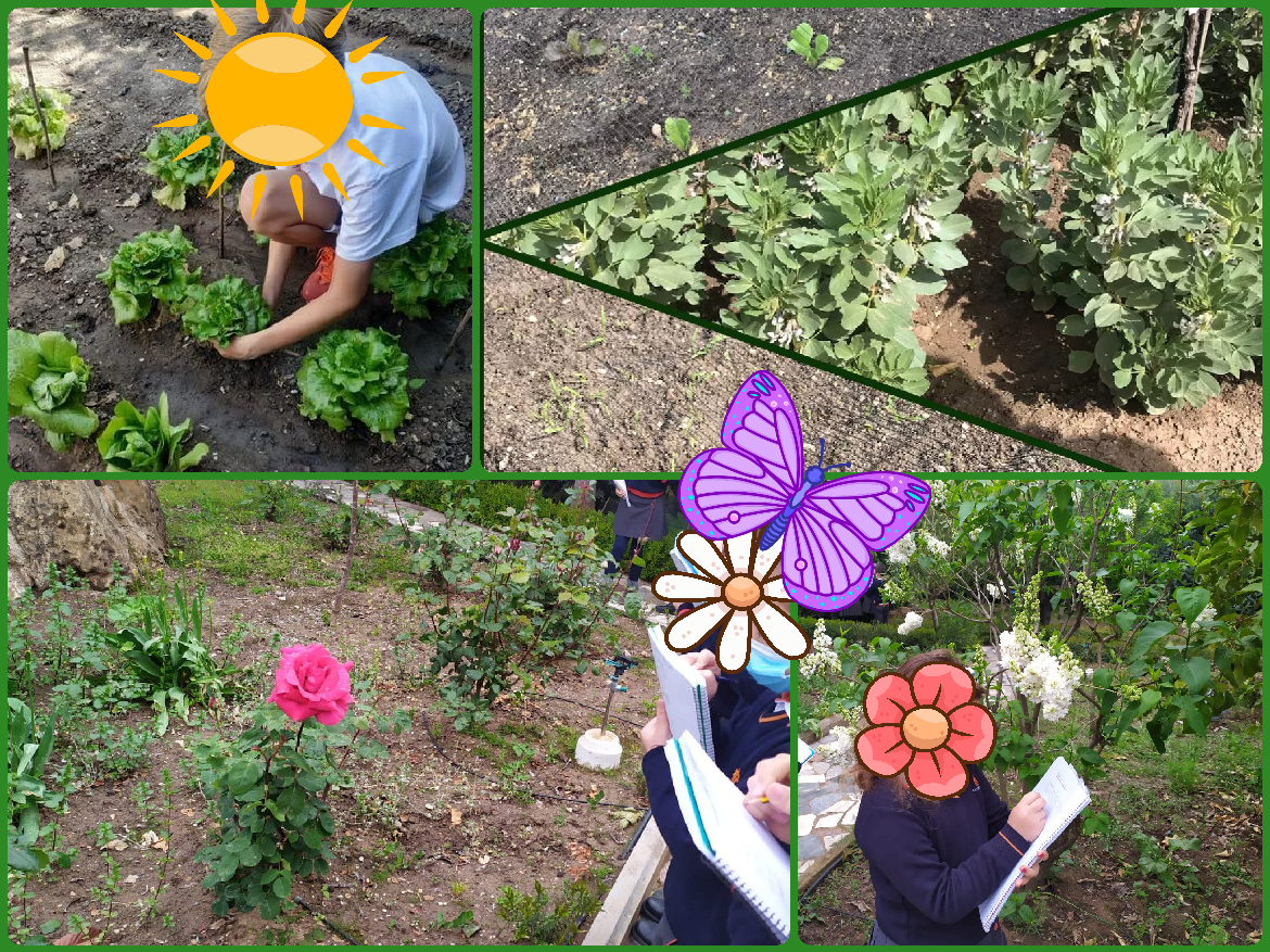 Our school eco-garden