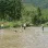 Participants identifying and observing greylag geese