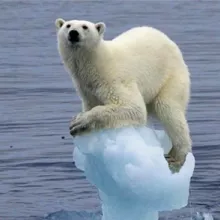 A poor polar bear, stranded on a tiny iceberg. 