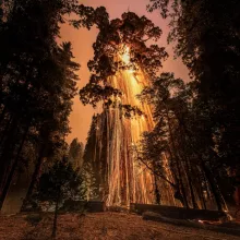 A giant Sequoia is burning.  1/5th of California's giant sequoias have burnt down. 