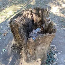 „Природата говори - празнотата на унищожението“ - Стефани Петрова Дургова