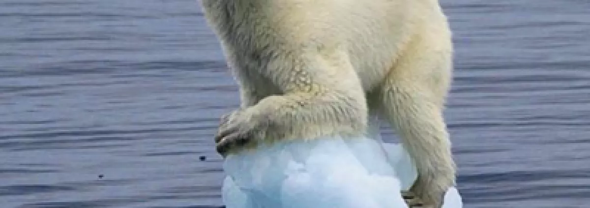 A poor polar bear, stranded on a tiny iceberg. 
