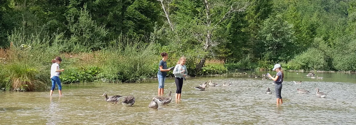 Participants identifying and observing greylag geese