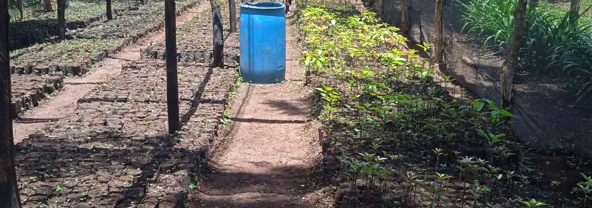 Nursery bed in Eastern Uganda